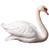 🦢