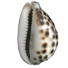 🐚