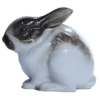 🐇