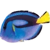 🐟