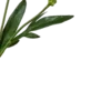 🍃