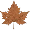 🍁