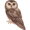 🦉