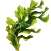 🌿