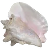 🐚