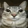 😽