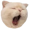 🐈