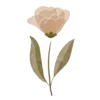 🌺
