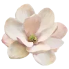 🌸