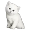 🐱