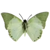 🦋