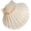 🐚