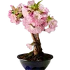 🌸