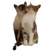 🐈