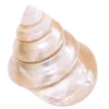 🐚