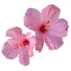 🌸