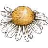 🌼