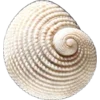 🐚