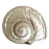 🐚