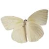 🦋