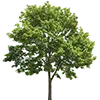 🌳