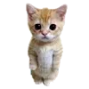 🐈