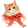 🐱
