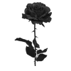 🌹