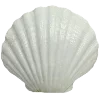 🐚