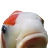 🐟