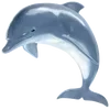 🐬