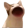 🐈