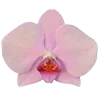 🌸