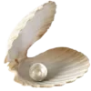 🐚