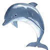🐬