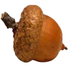 🌰
