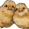 🐣