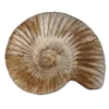 🐚