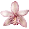 🌸