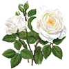 🌹