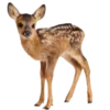 🦌