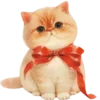 🐱