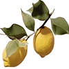 🍋
