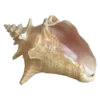 🐚