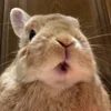 🐰