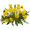 ⭐