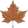 🍁