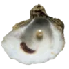🐚