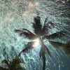 🌴