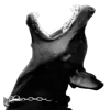 🐶